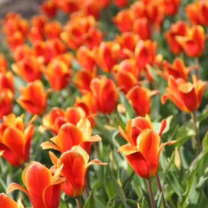 Tulips in Sofiero park