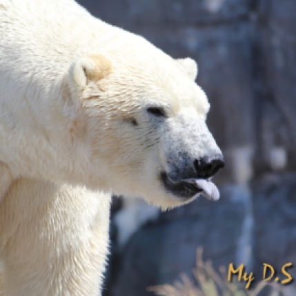 Polar bear with an attitude