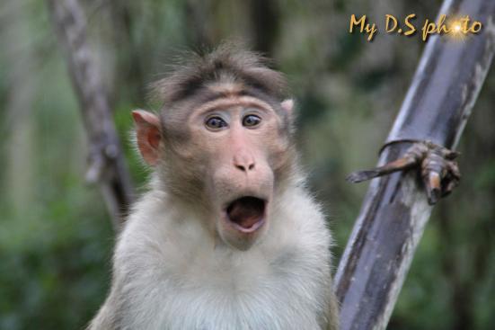 This monkey cannot believe it