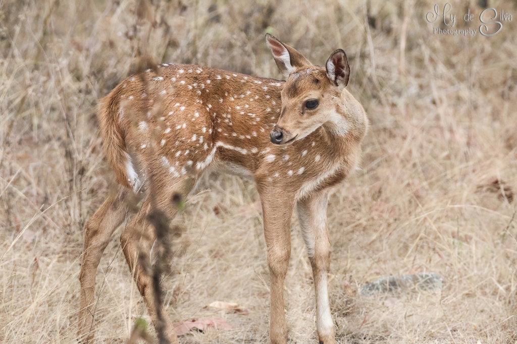 Baby spotted deer